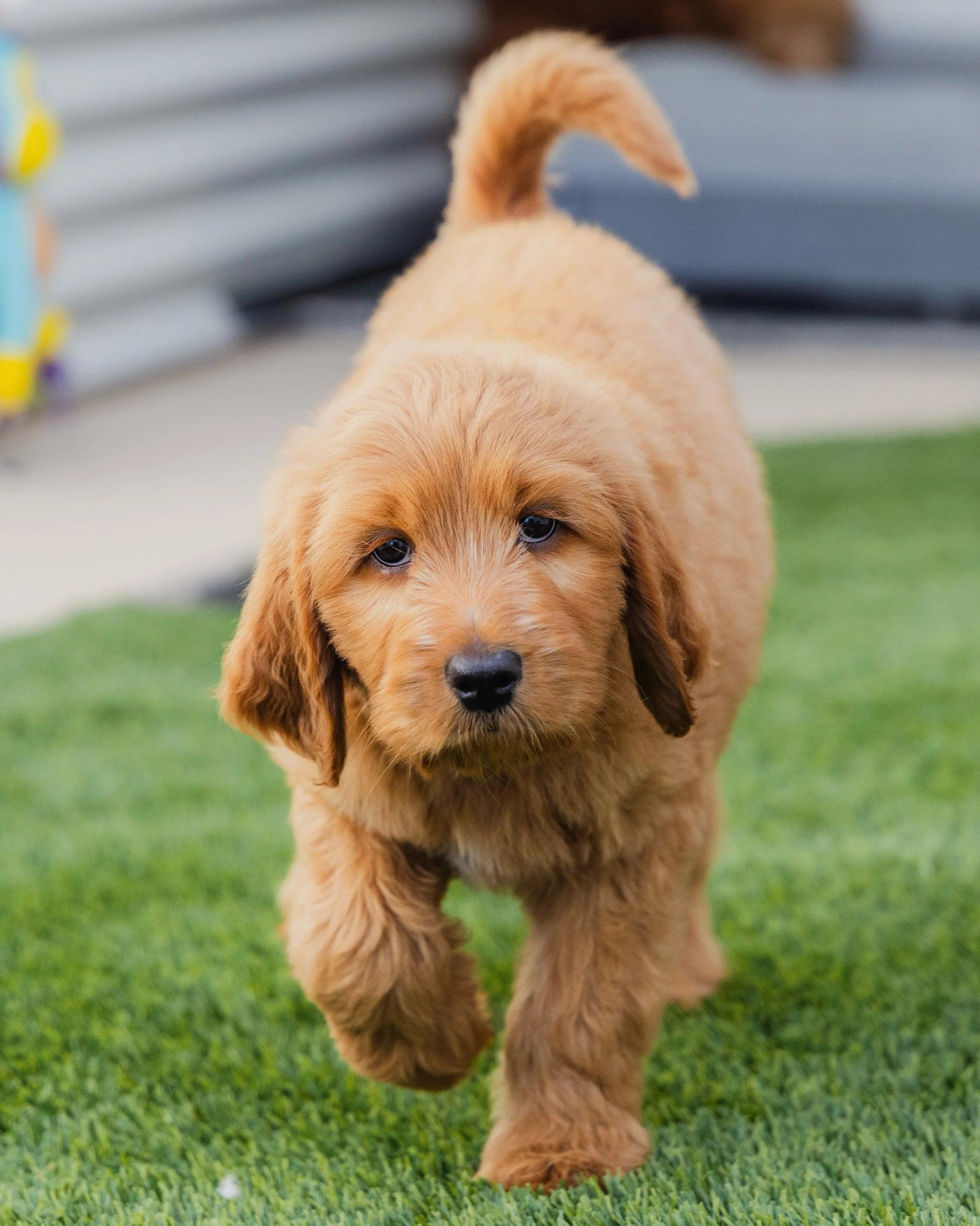 GCG Family Spotlight - &ldquo;Winnie&rdquo; ✨

We checked in on the Doyle family, who are the proud forever family of Winifred, a straight fleece coat, signature size Groodle that looks JUST like her Mumma, Maple:

&ldquo;Where did four months go! Wi