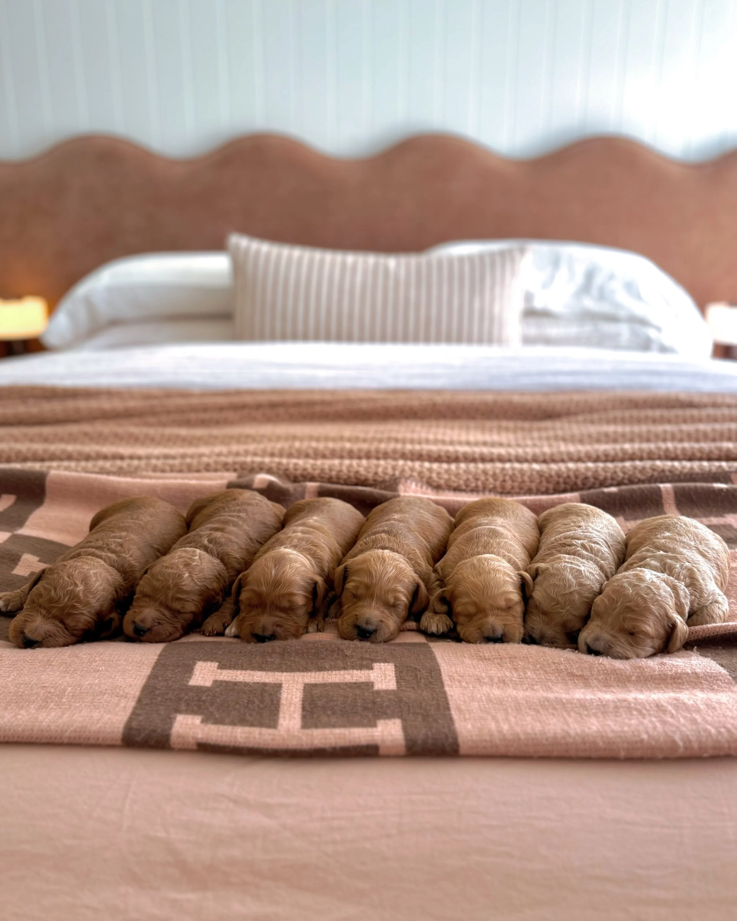 And here they are, our very final true &ldquo;medium&rdquo; size litter, with the retirement of our gorgeous Lexie girl. 🥹

Seven beautiful, healthy pups growing quickly and we are totally smitten. All of these precious pups have been reserved by fo