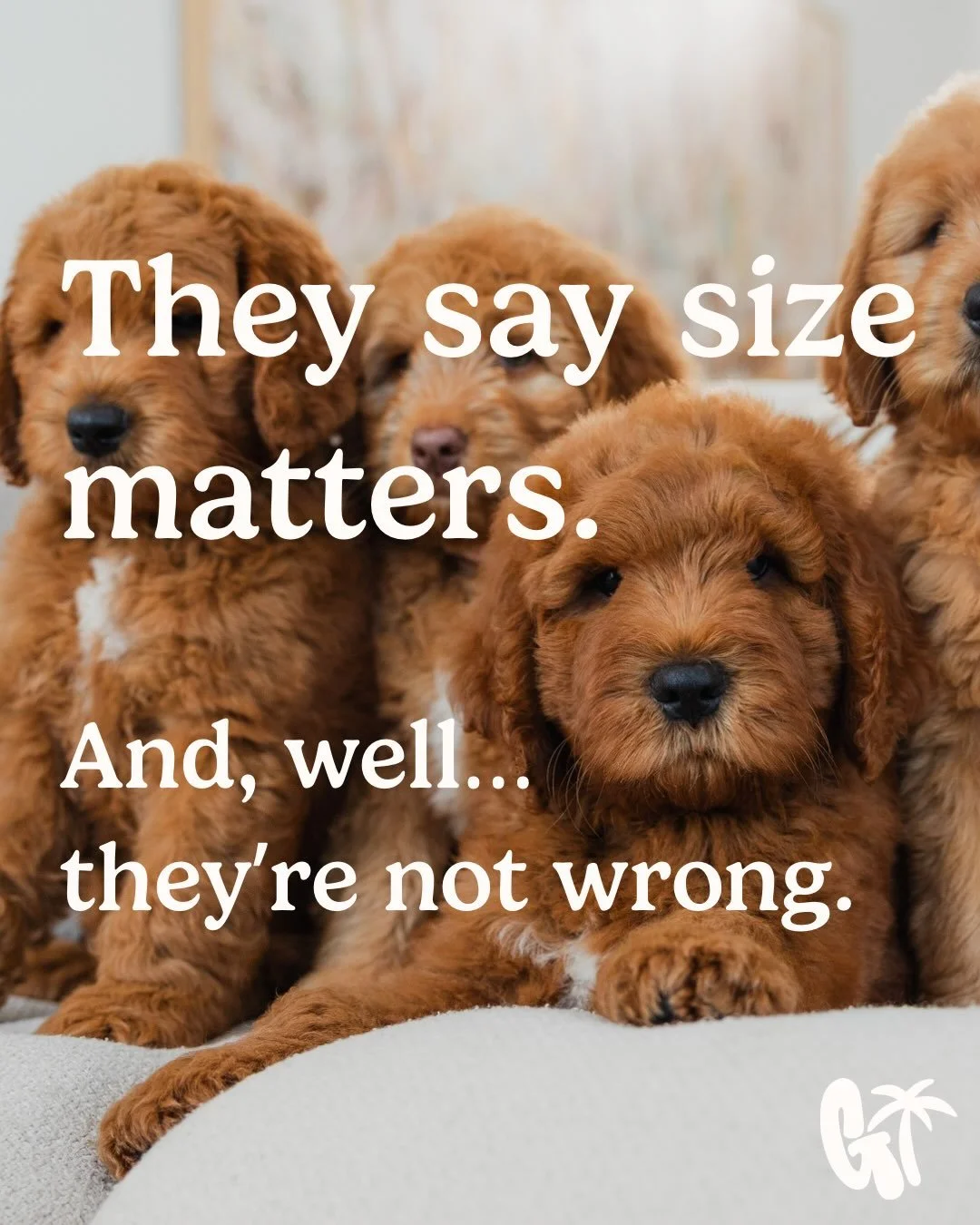Our Signature Size 🤎

And no, we haven&rsquo;t invented a new size of Groodle 😂

It&rsquo;s not a marketing term or a new breed category. We simply got tired of making our size sound more complicated than it needed to be.

Our dogs naturally sit in