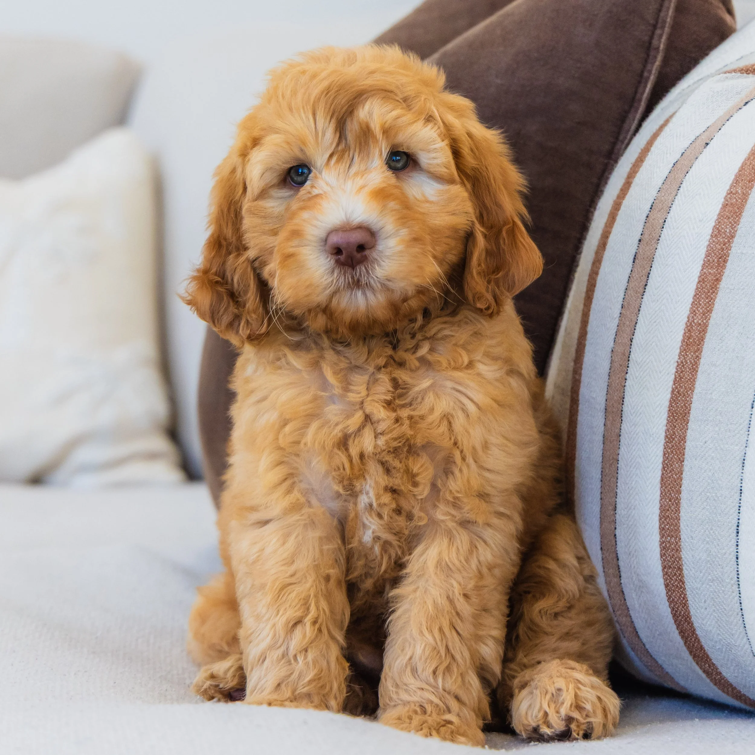 Will my Groodle&rsquo;s coat fade? 💭💬

Let&rsquo;s use Bear&rsquo;s coat development at 8 weeks vs 6 months as a great example.

One of the biggest things to understand is that a puppy coat and a mature adult coat aren&rsquo;t the same coat. As tha