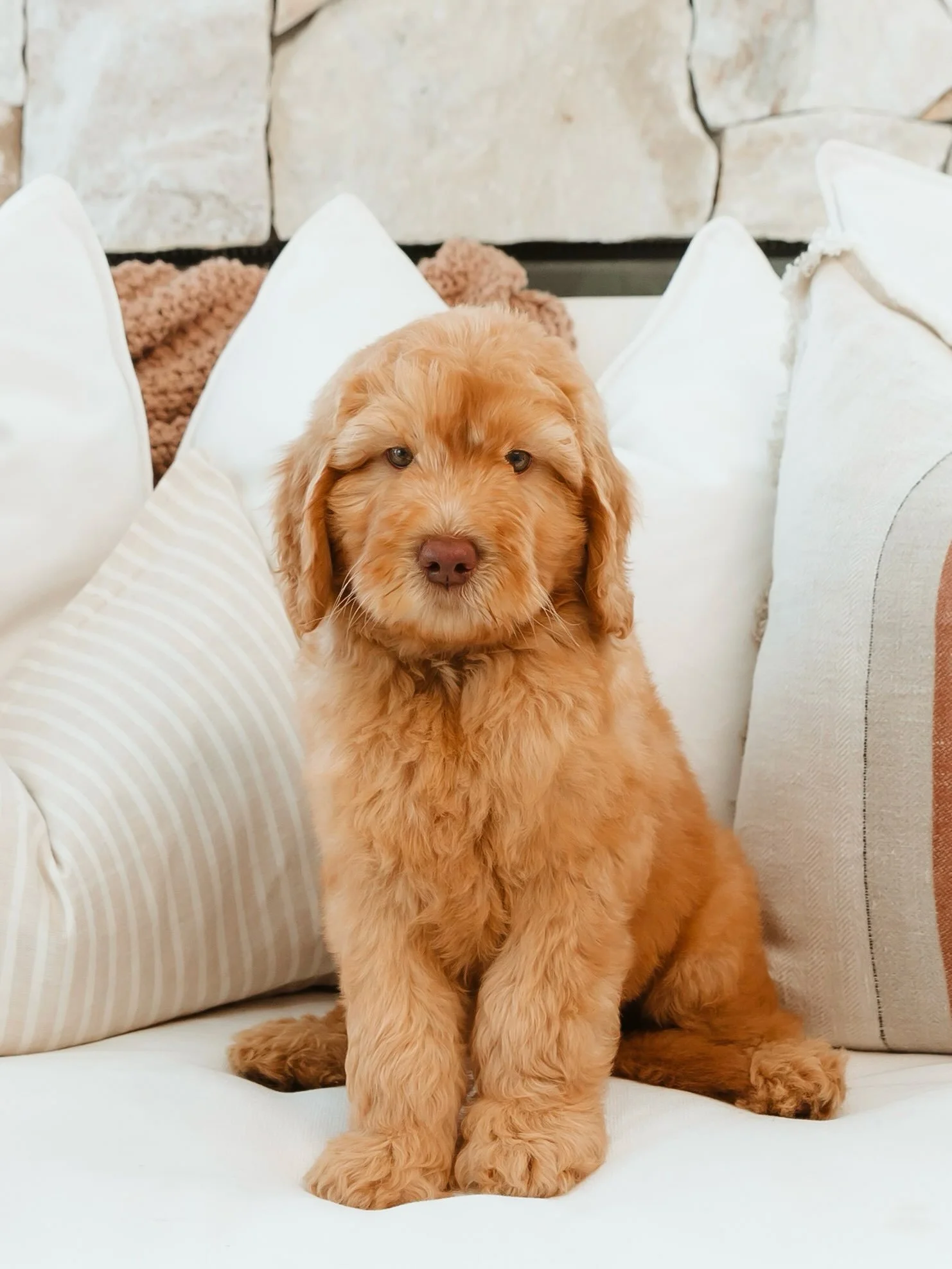 GCG Family Spotlight - Ted ✨

&ldquo;Where do we start with Mr Ted!! We honestly can&rsquo;t believe how quickly this year has gone. 
From the moment he came home; he&rsquo;s been such a big part of our lives and brought us so much joy. Ted has grown