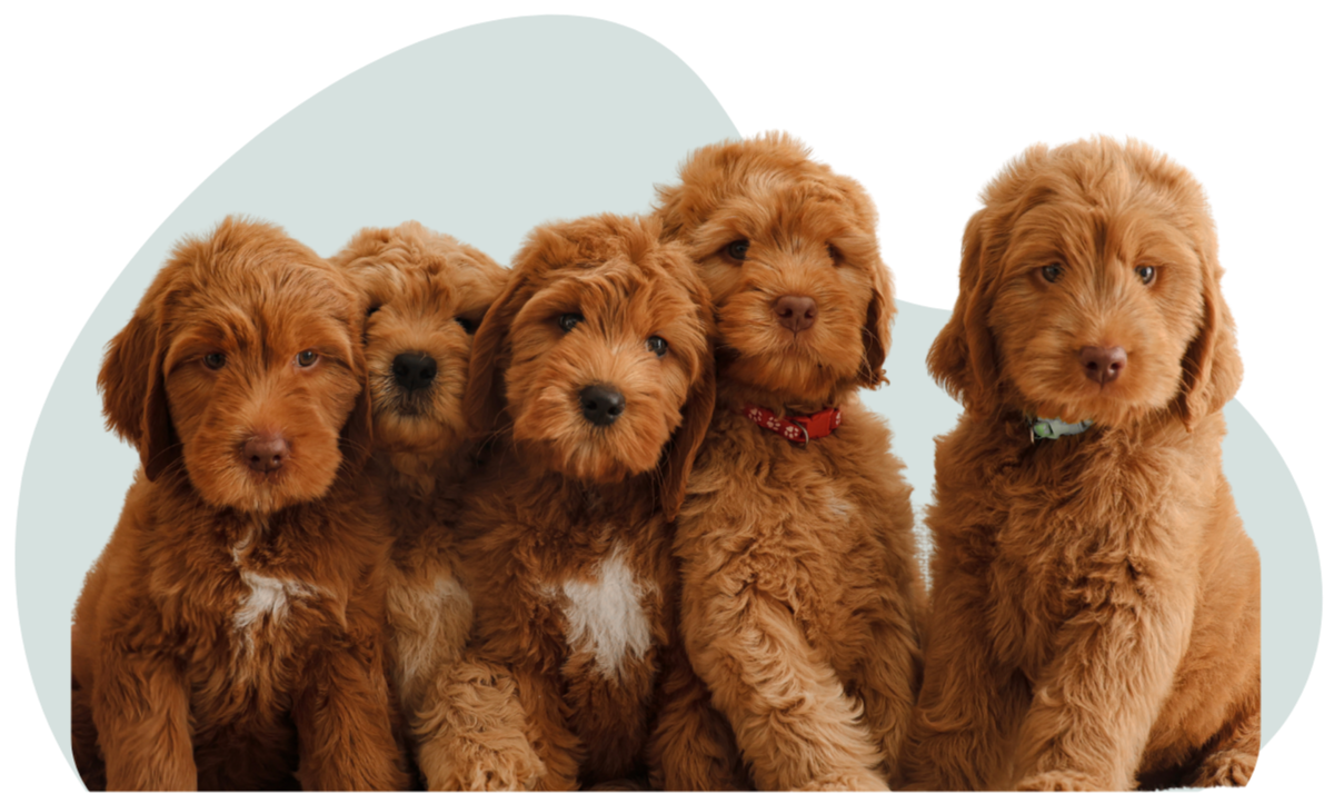 Our Groodles — Gold Coast Groodles