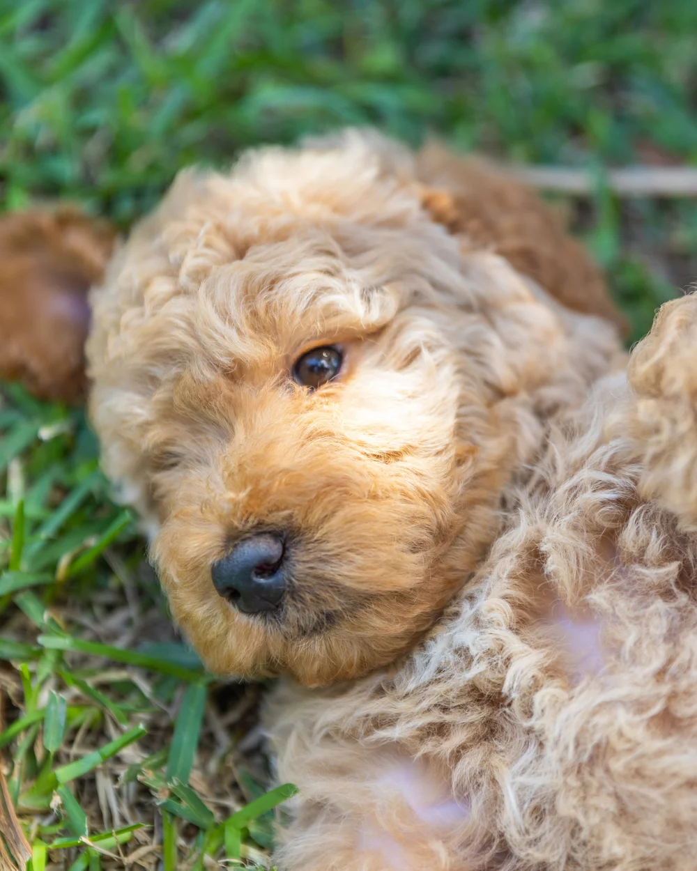 Puppy Gallery — Gold Coast Groodles