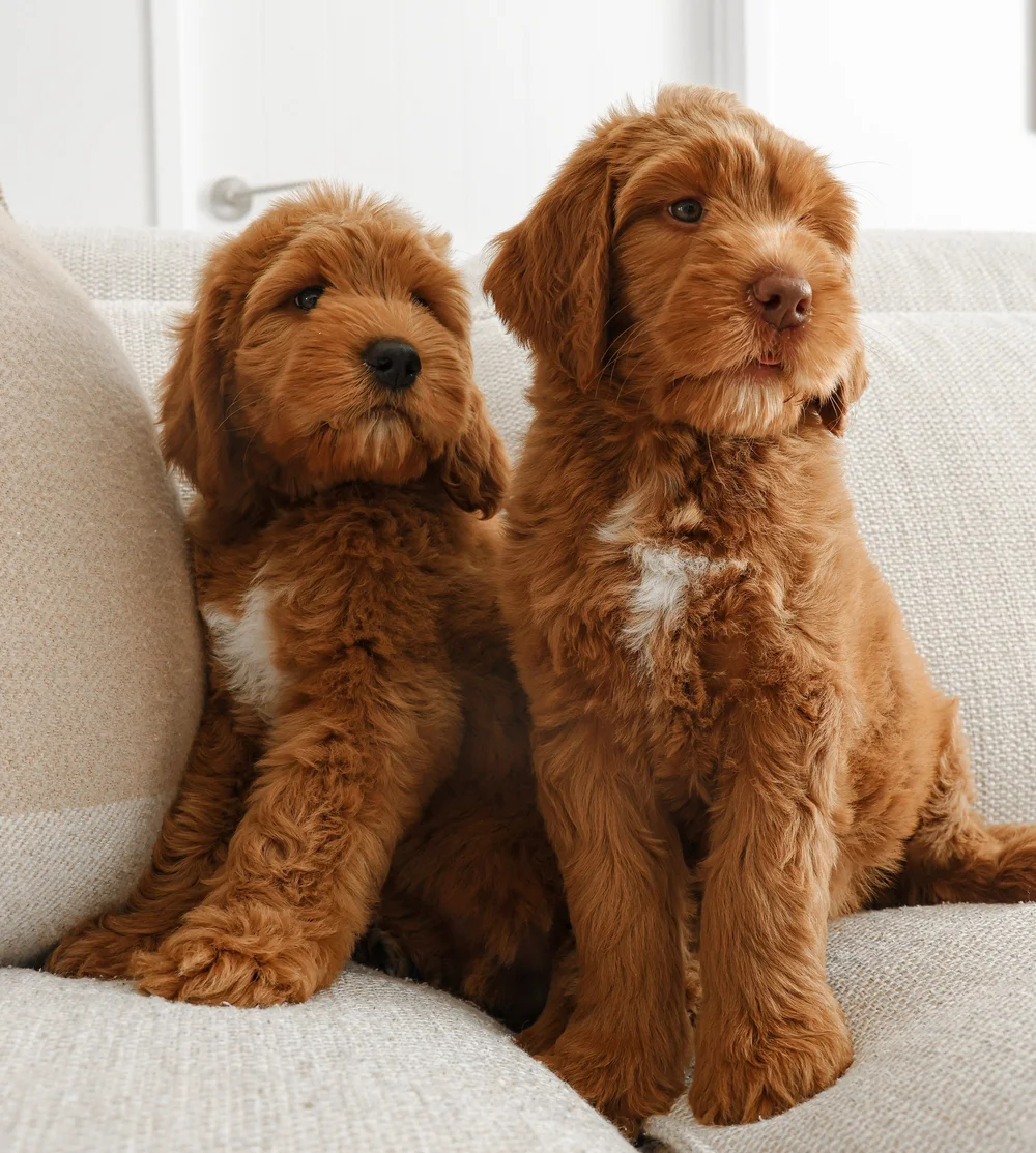 Puppy Gallery — Gold Coast Groodles