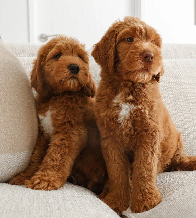Puppy Gallery — Gold Coast Groodles