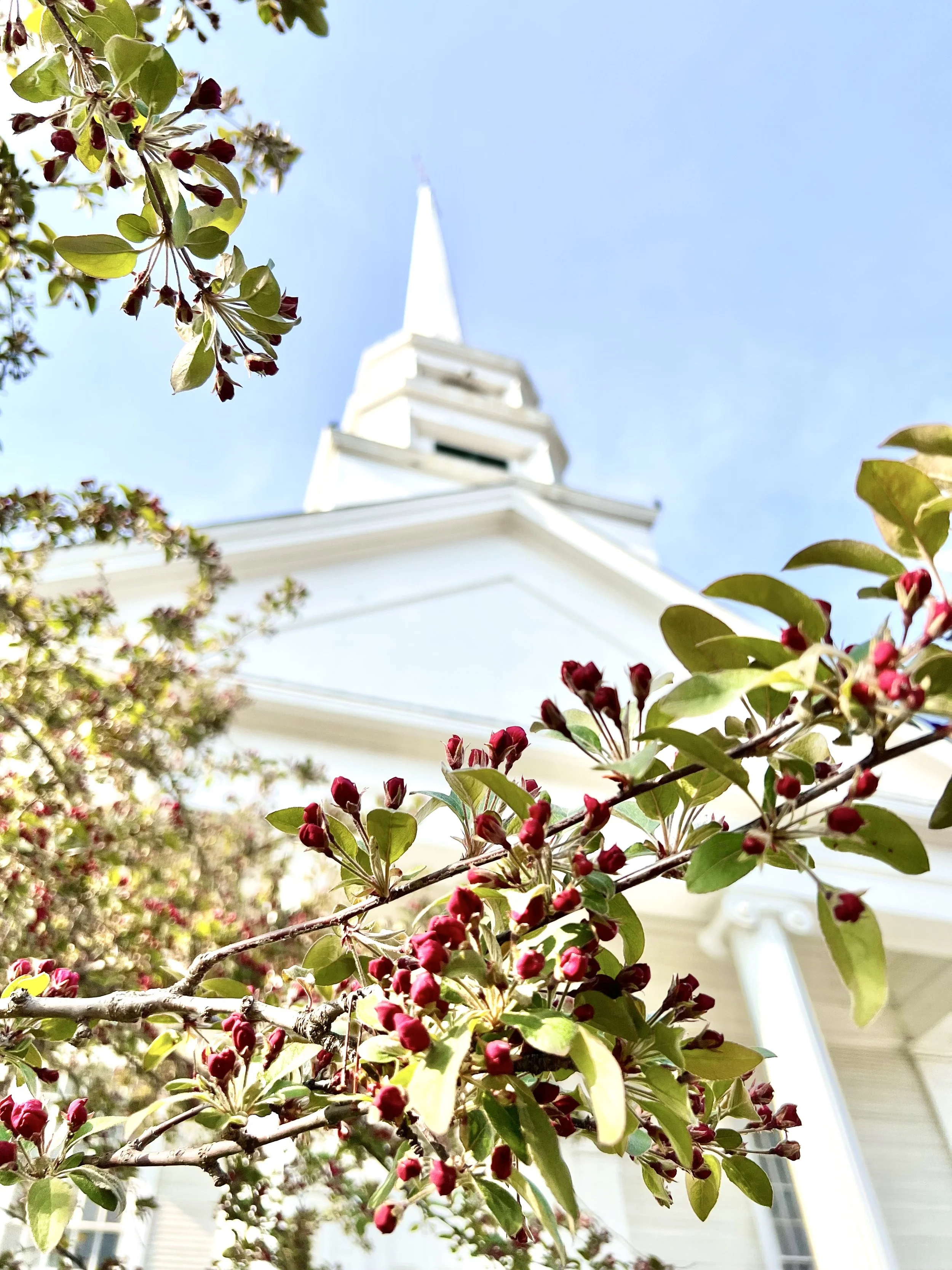 A white church spire pierces a bright blue sky with pink blossoms in the foreground.