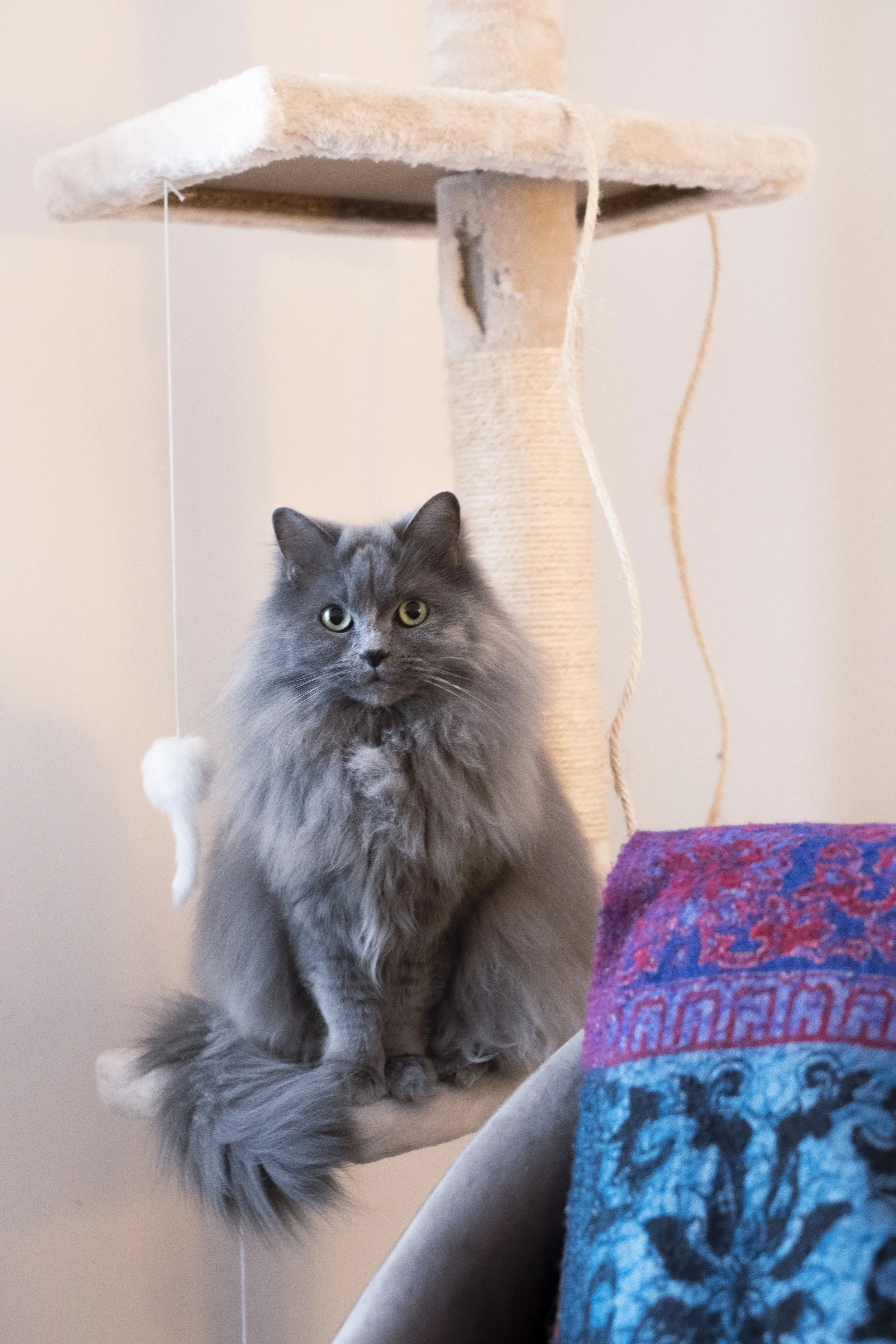 Rachel_Light_ziggy-sitting_CC_001.jpg
