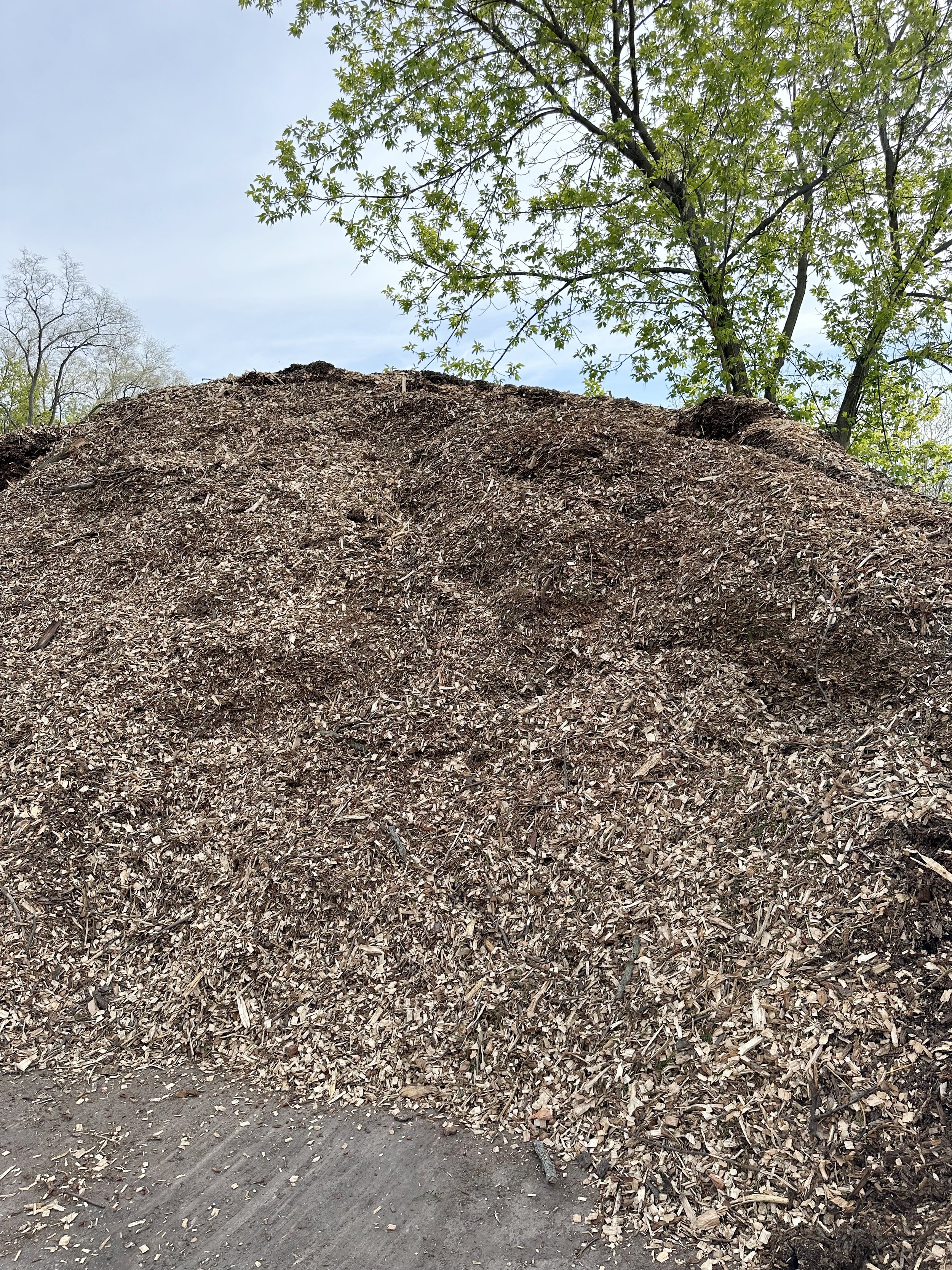 Behrens_ArborChips_2023.jpg
