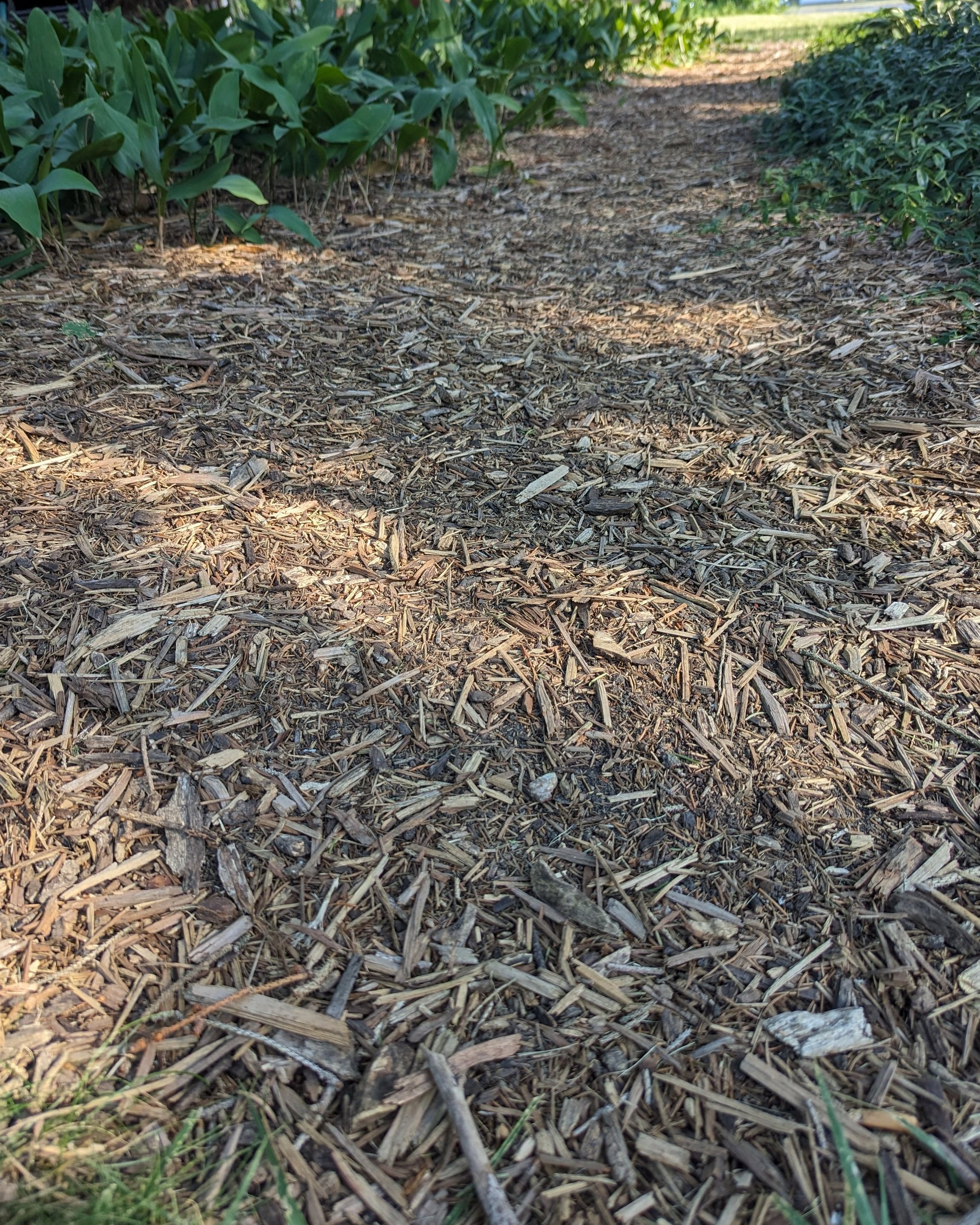 Arbor+Chips+%281%29.jpg