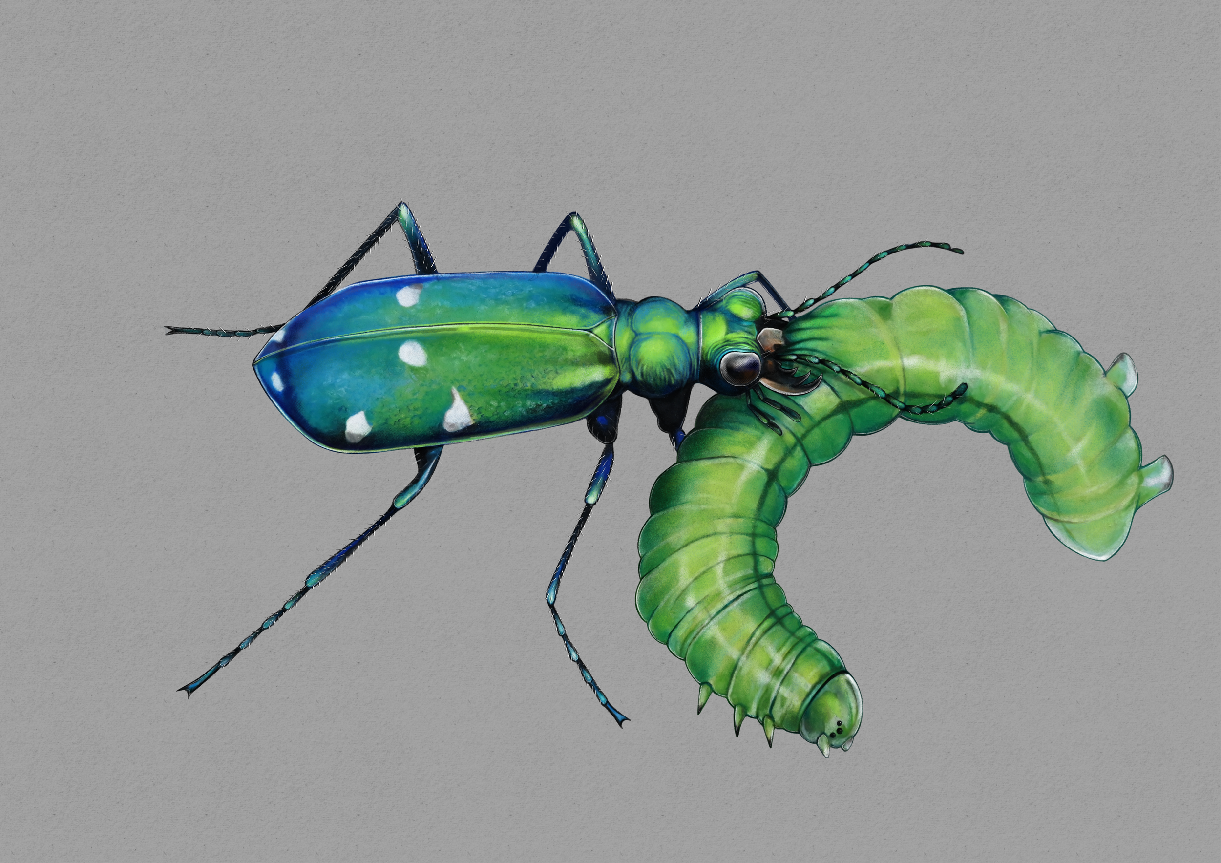 Cicindela_sexguttata.png
