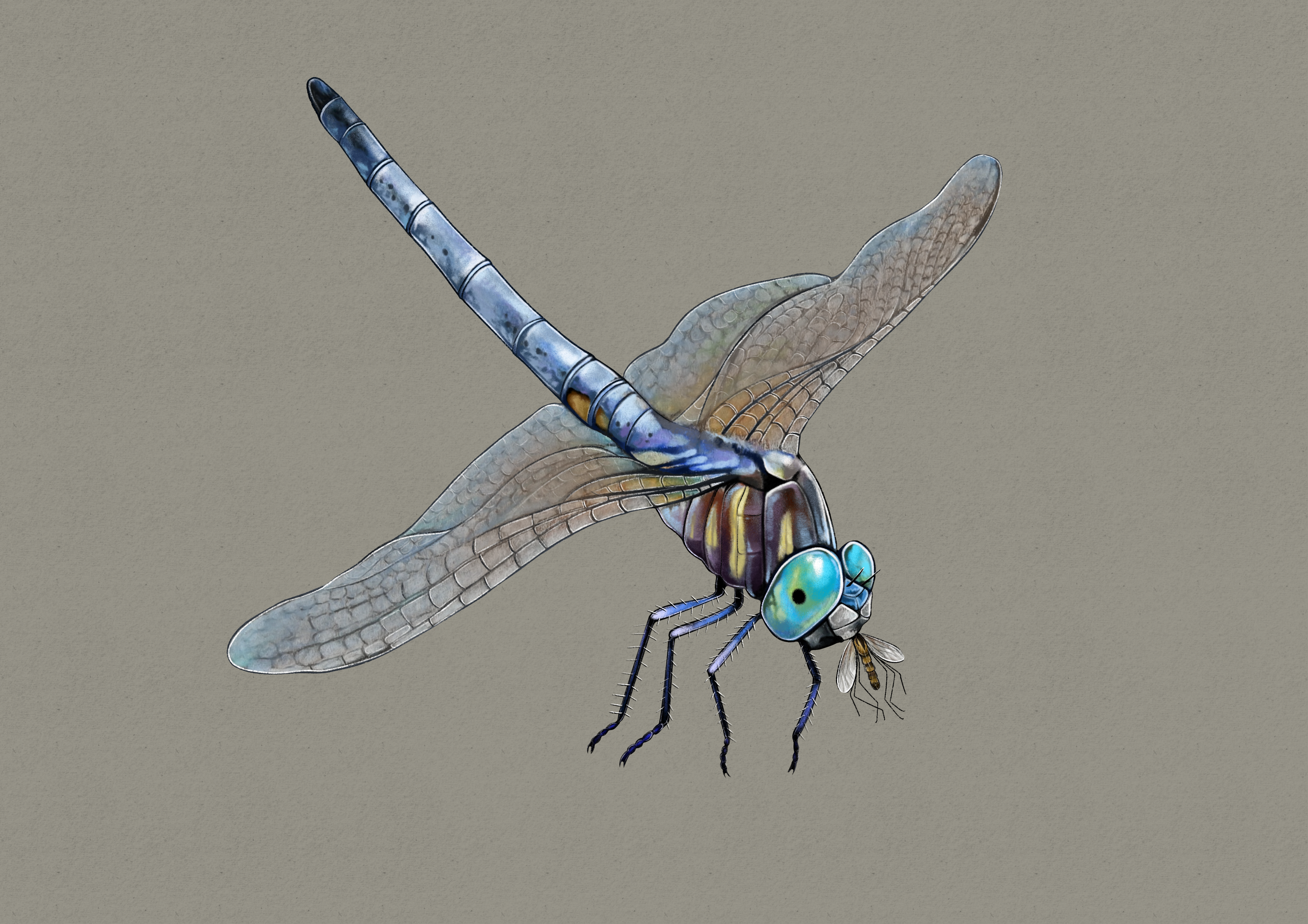 Pachydiplax_longipennis.png