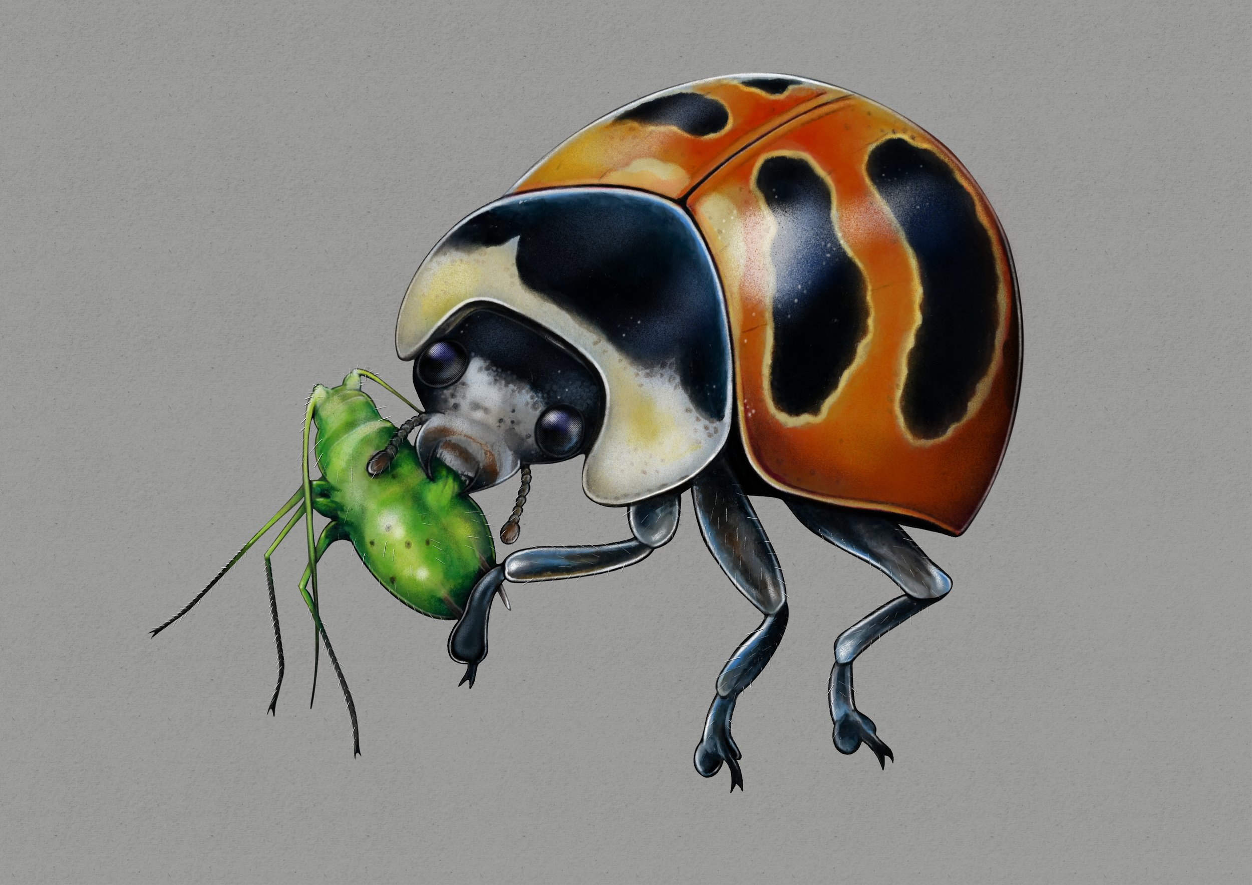 Coccinella_trifasciata.png