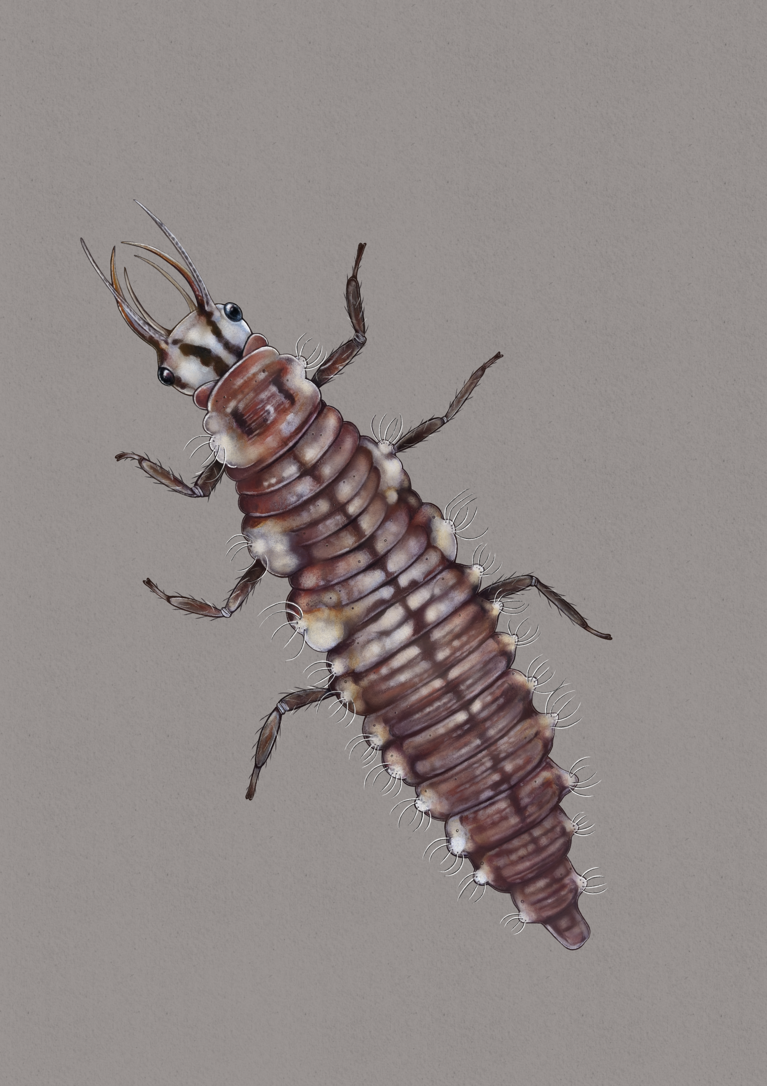 Chrysoperla_rufilabris 4.png