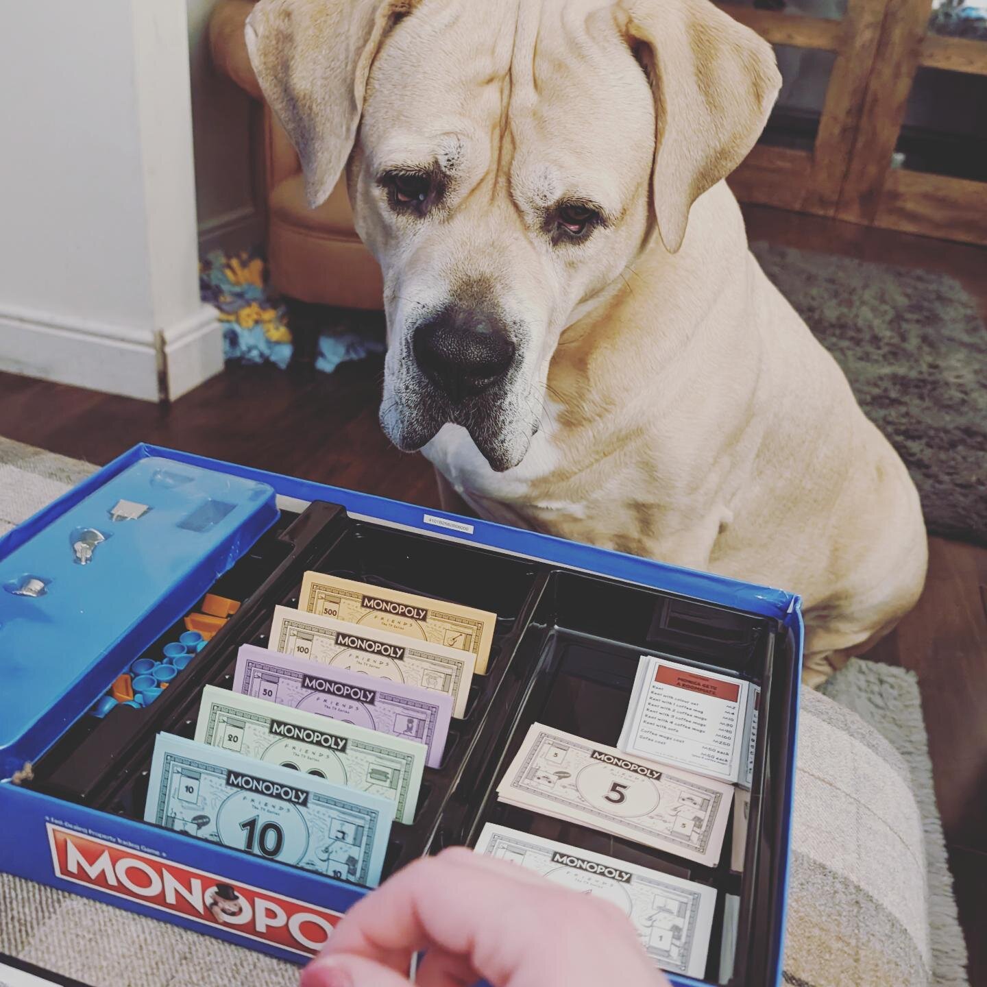 @jabba.the.mastiff helped keep us on the straight and narrow tonight in our game of Friends Monopoly, @hasbrogamingofficial

#jabbathemutt #mastiffsofinstagram #gamesnight #monopoly #banker #games #boerboel #boerboelsofinstagram #friends