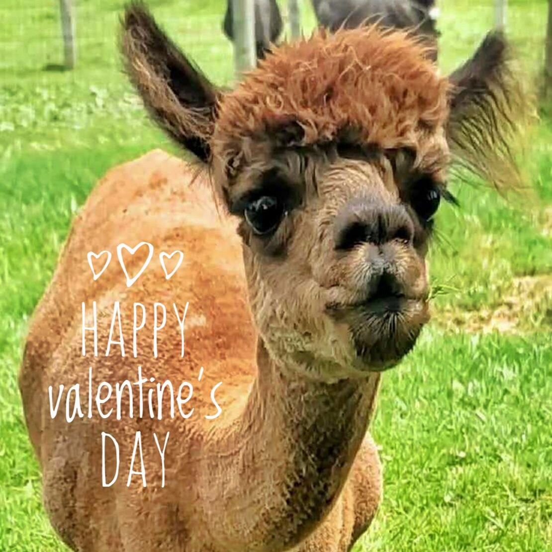 Happy Valentine's Day from Brownie and the rest of us! 

#pawsforhumanity #alpacasofinstagram #alpacas #animalsancutary #nonprofit #community