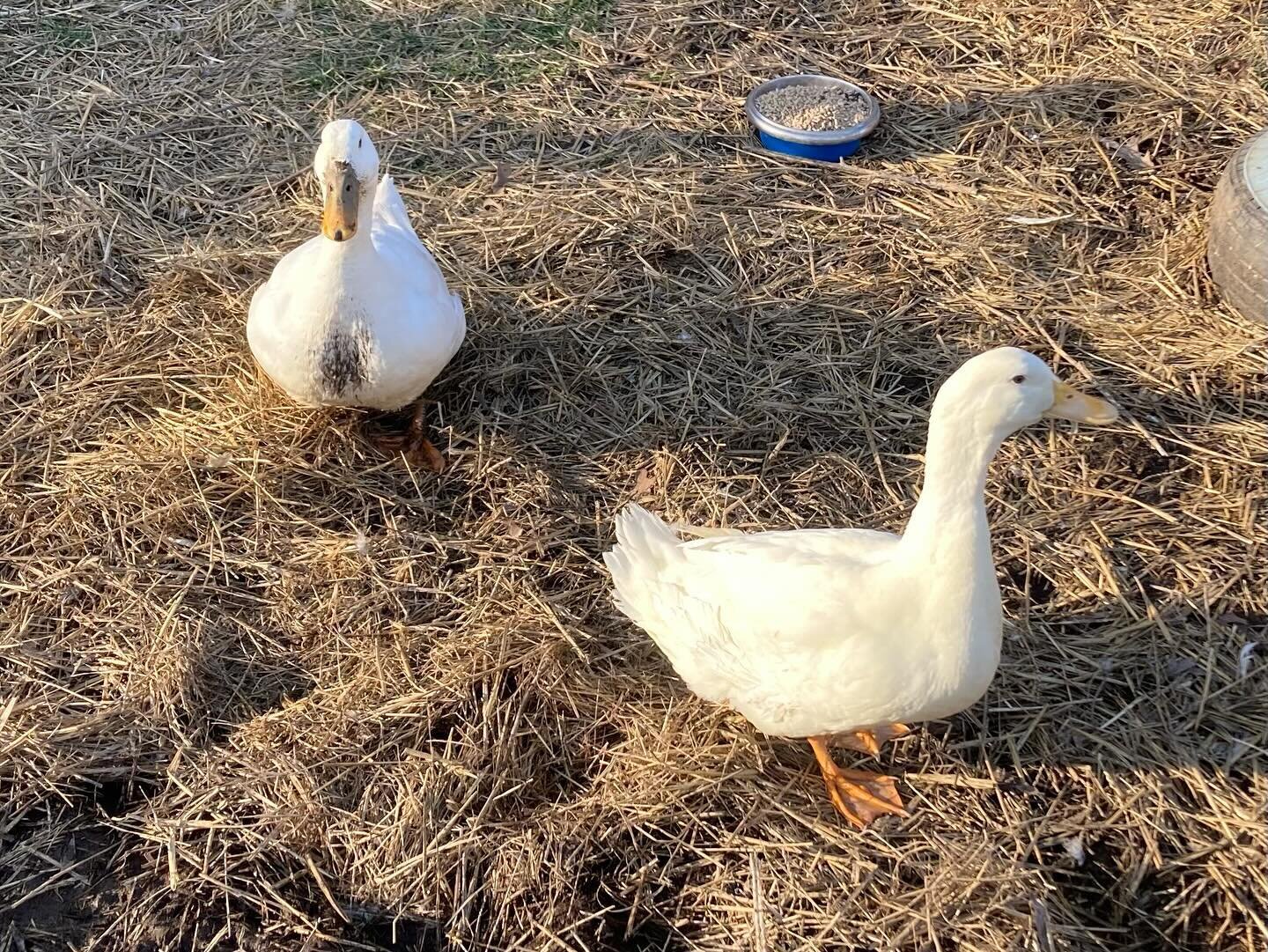 Welcome home, Manchi!  We have a new drake (on the right) a sweet Pekin who has been cared for indoors, but is ready for farm life!  He and Miss Piggy circled each other as he checked out his new digs, and  he looks pretty at home! 🥰  The roosters w