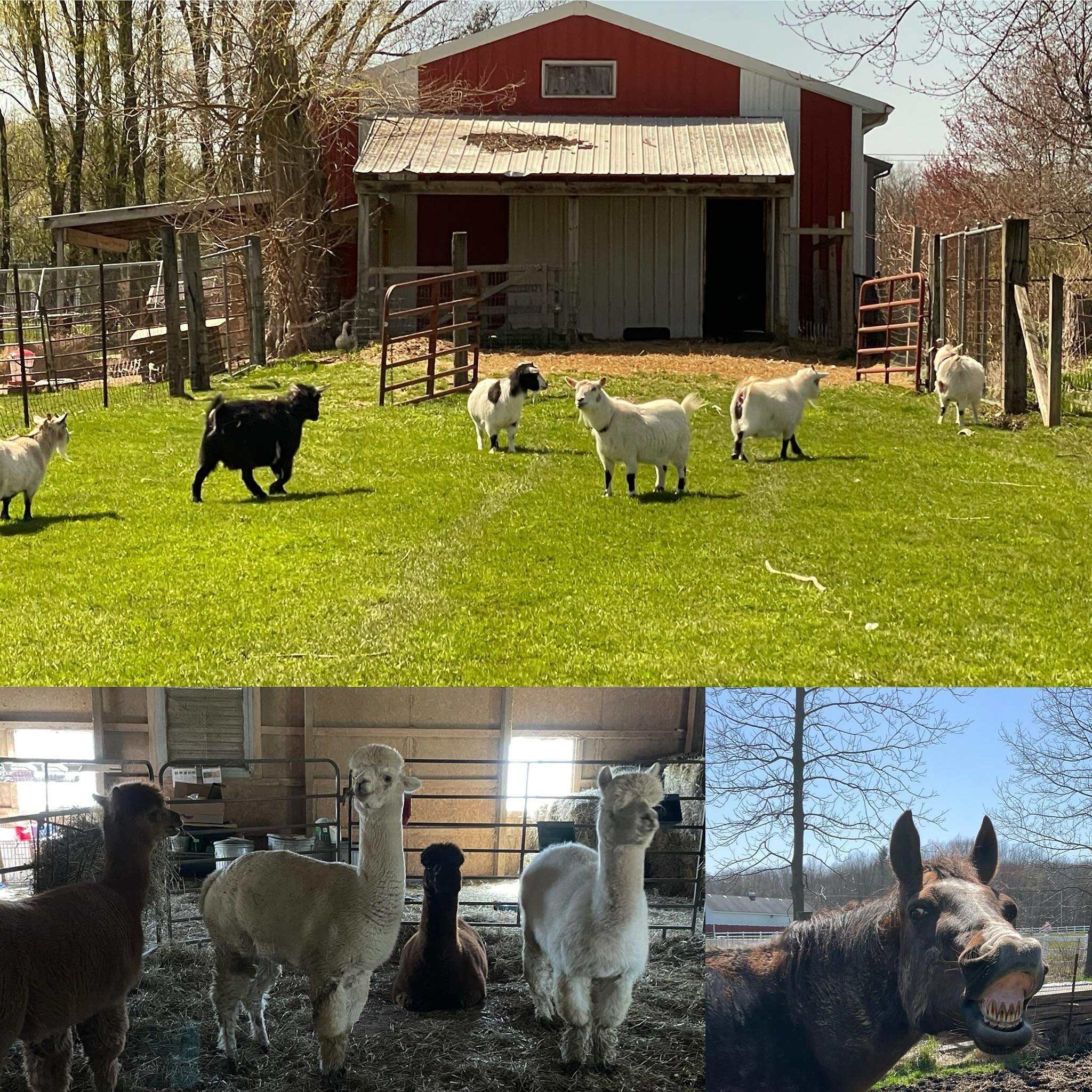 Happy Eclipse Day!  Such varied reports of if and how animals are affected by an eclipse, I had to be with ours today!  Everyone was outside till about 2:40. Then, all the large animals headed slowly to the barns, but the fowl stayed in the sunlight,