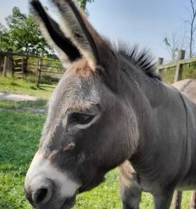 Happy World Donkey Day! Minnie cant wait to see everyone this summer!! #Donkeys #Donkeysofinstagram #Animaltherapy  #Animalsanctuary  #HarborCountryMichigan #EAL #pawsforhumanityorg