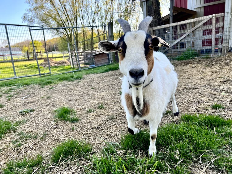 Paws for Humanity Animal Sanctuary