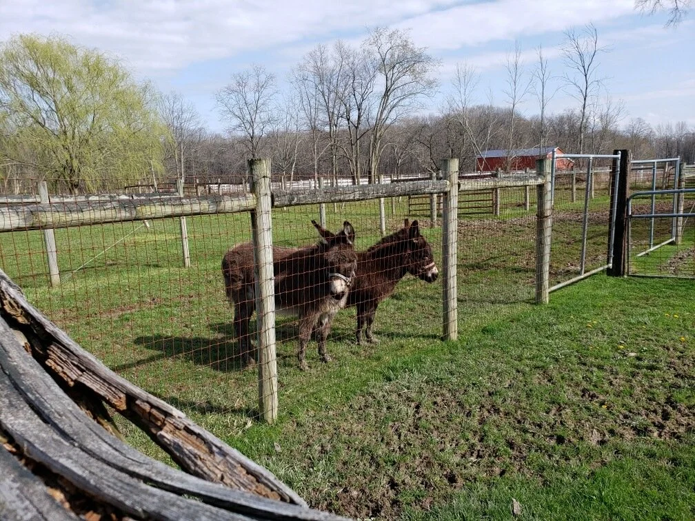 Two brown donkeys standing in a fenced pasture with green grass, trees in the background, and a red barn visible in a rural setting.