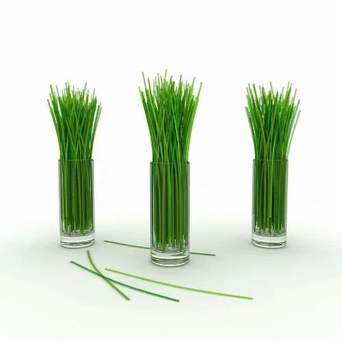 Three glasses filled with green grass-like plants, with a few green stems laying in front of them.