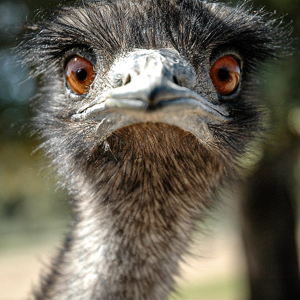 Animales 242.jpg