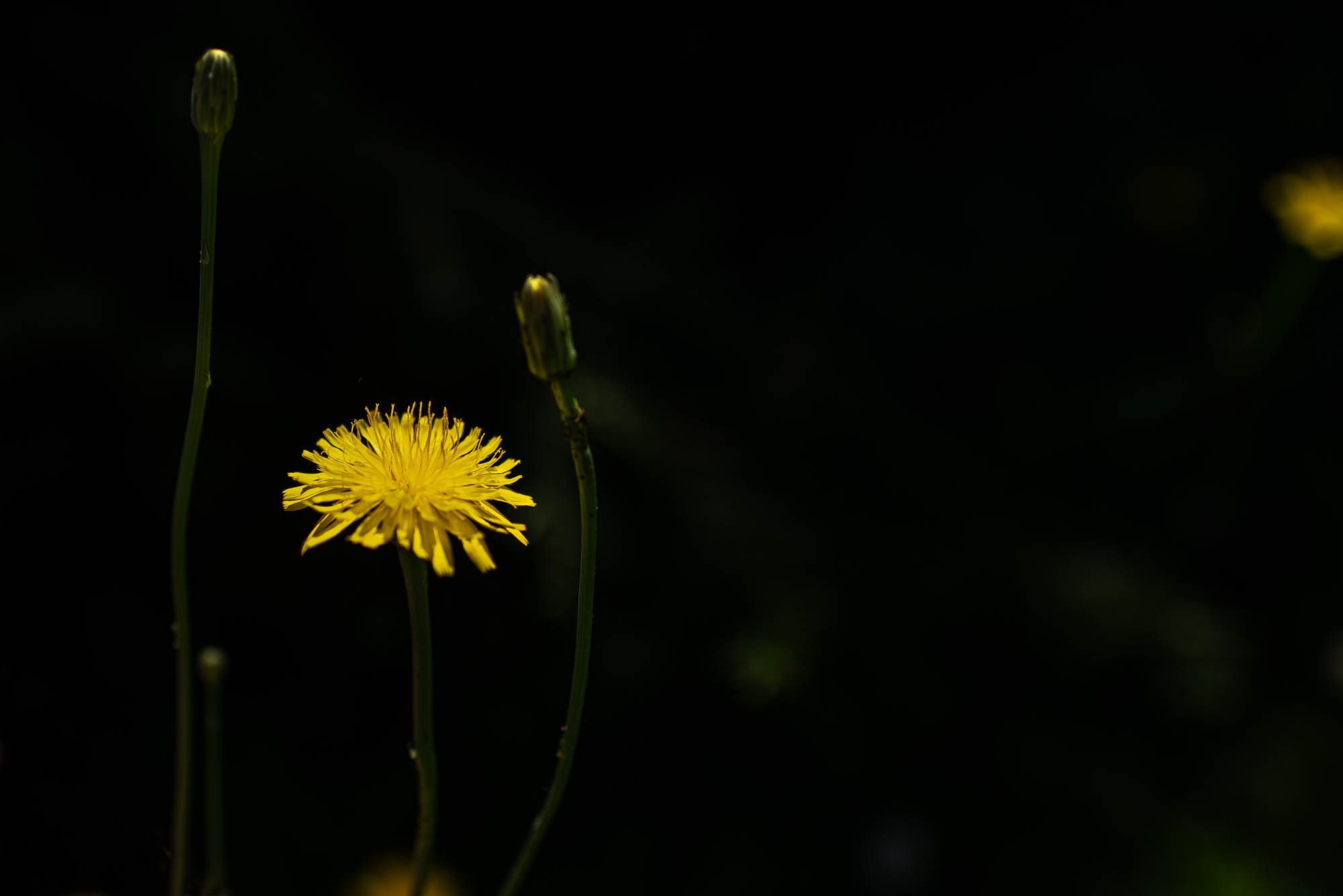 Flor amarilla tipo diente de león sobre fondo oscuro.