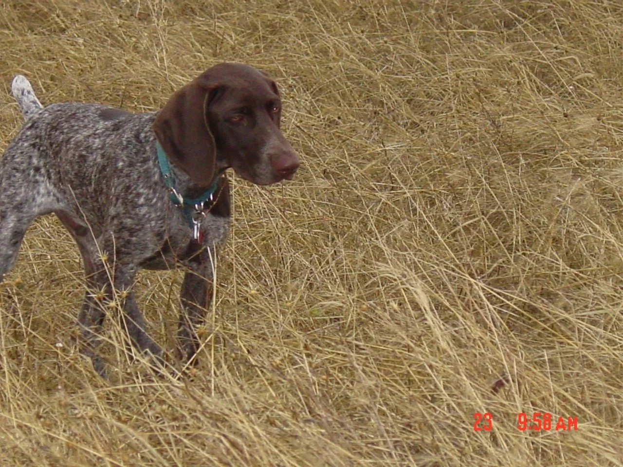 Good old Roscoe... you are missed.