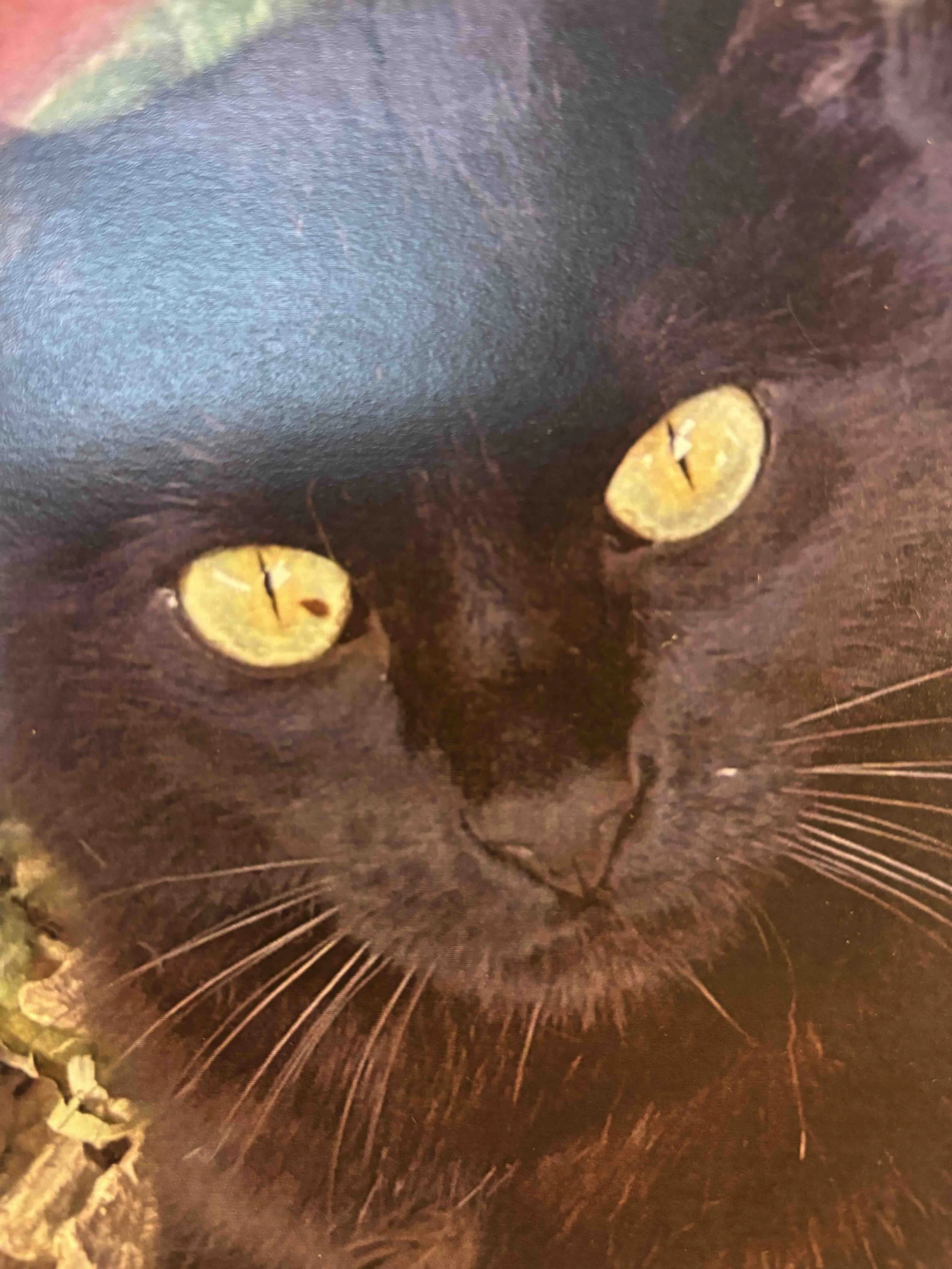 Close-up of a black cat's face with yellow eyes and visible whiskers.