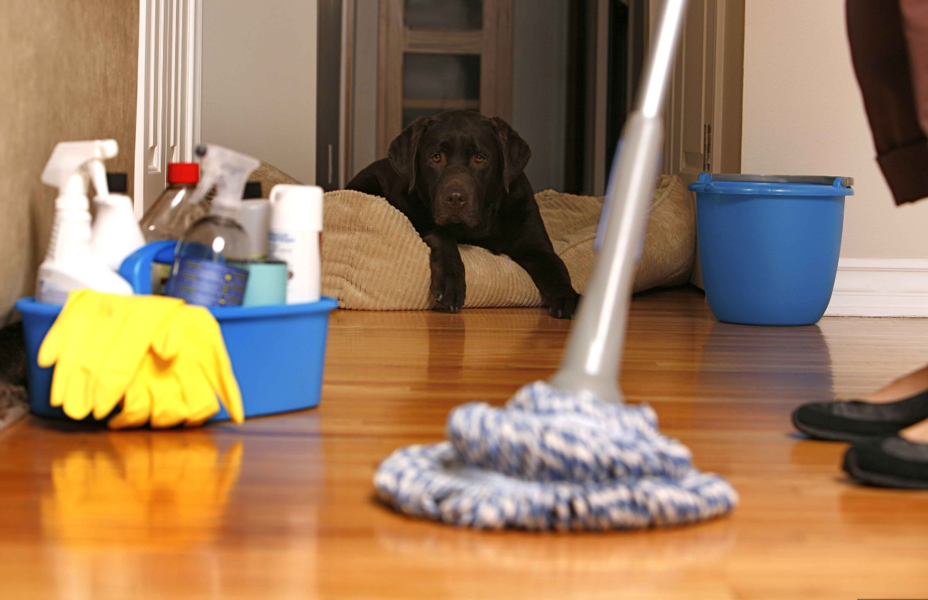 House Cleaning Beaverton | Pet-Friendly Home Cleaning Tips &amp;amp; Professional Maid Service