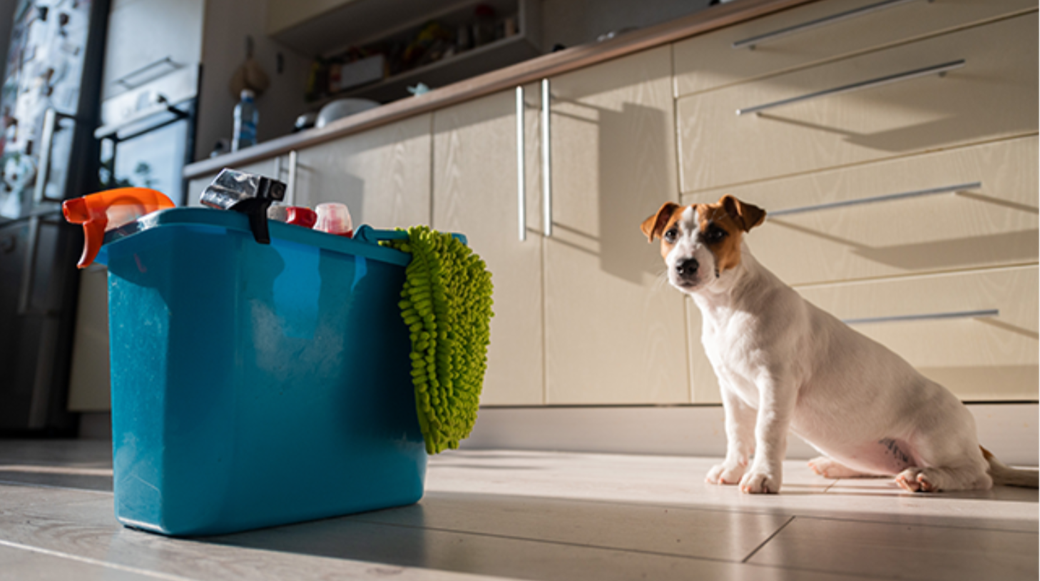House Cleaning Beaverton | Pet-Friendly Maid Service, Deep Cleaning &amp;amp; Odor Control Tips