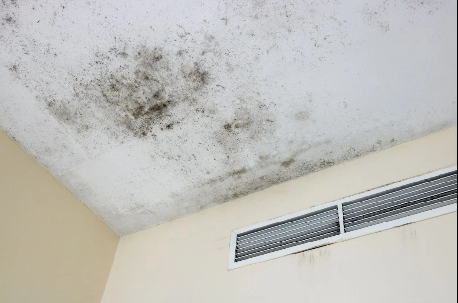 House Cleaning in Portland Oregon: Preventing Mold in Your Home