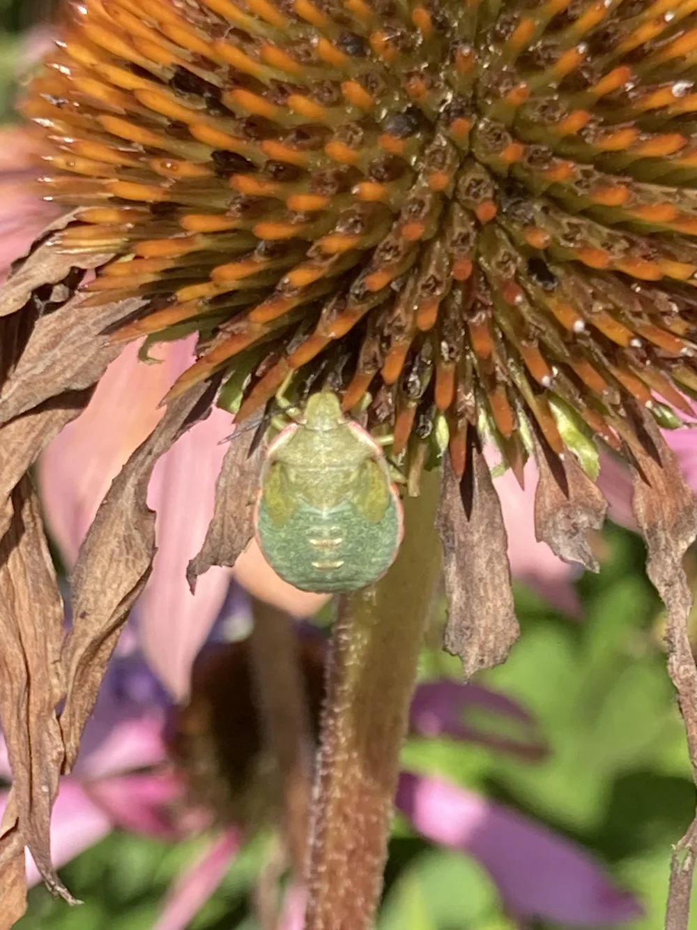 green bug on echinacea.jpg