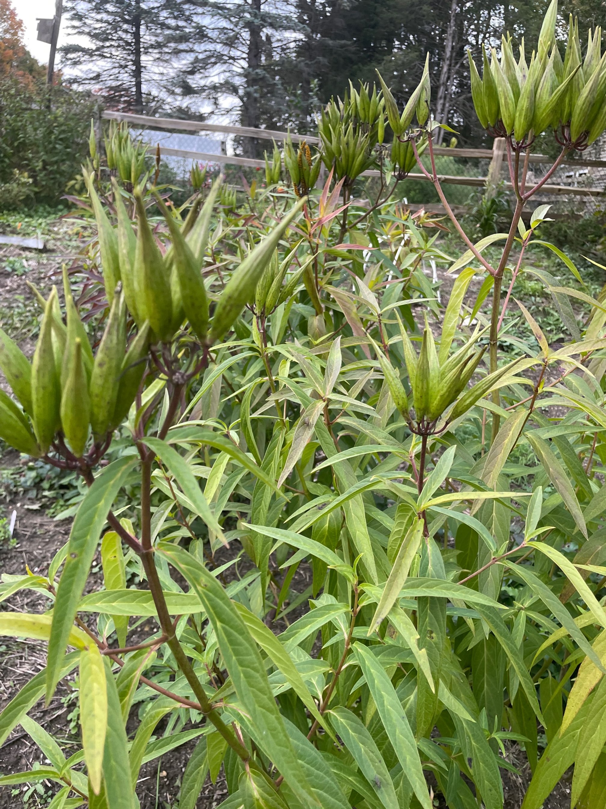 Swamp milkweed