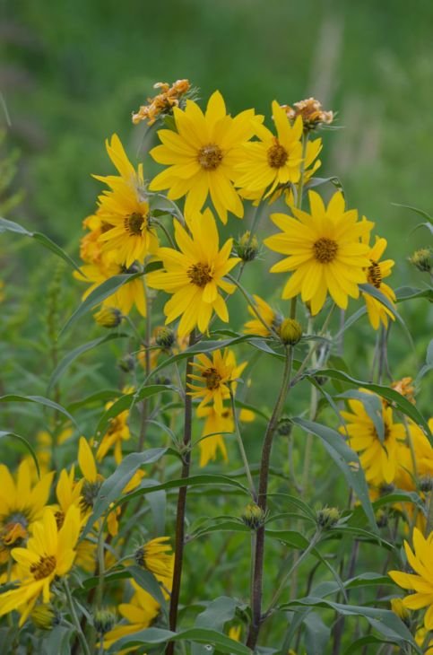 Maximilian's Sunflower
