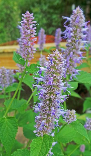 Anise hyssop