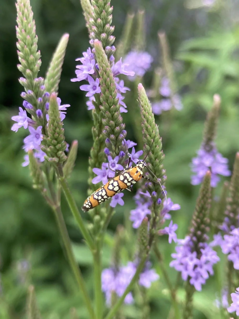 Ailanthus Webworm Moth on vervain