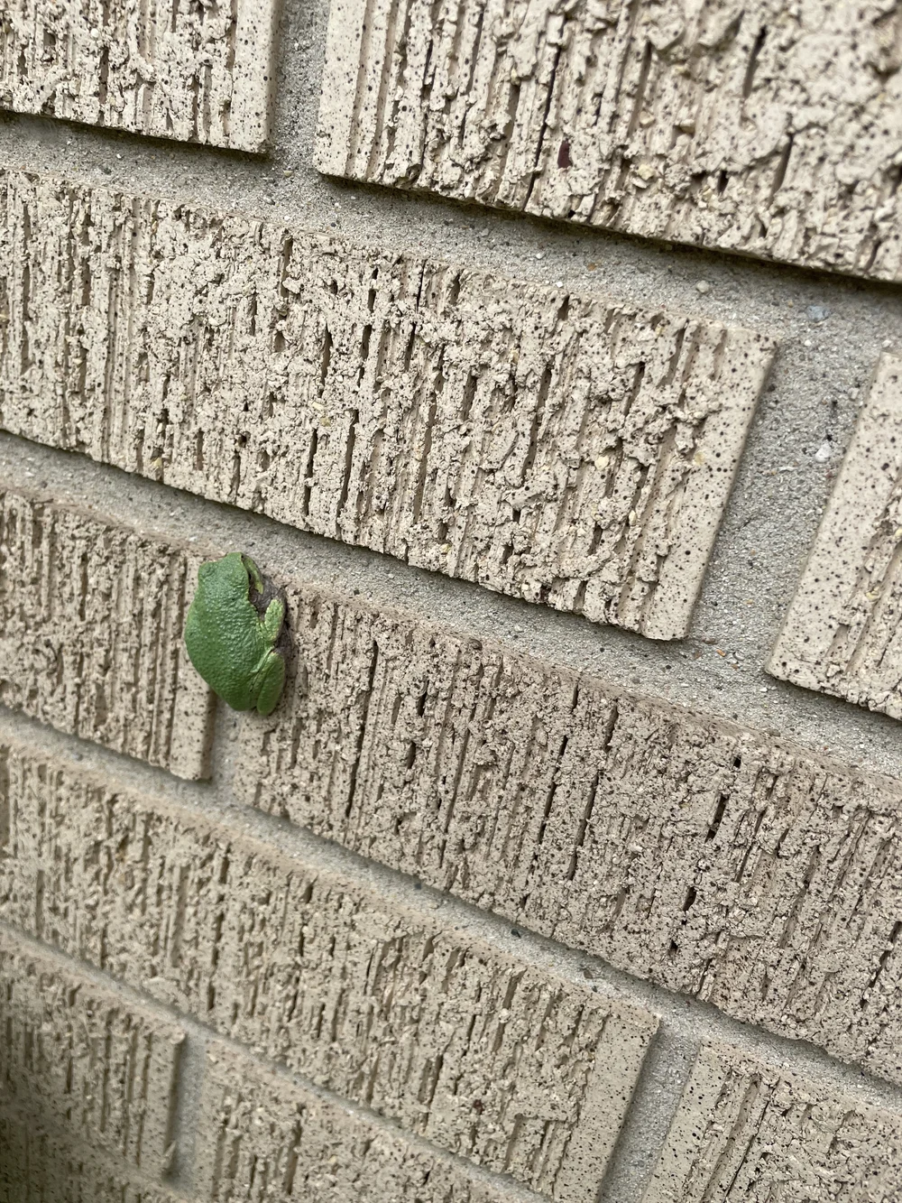 Frog on wall