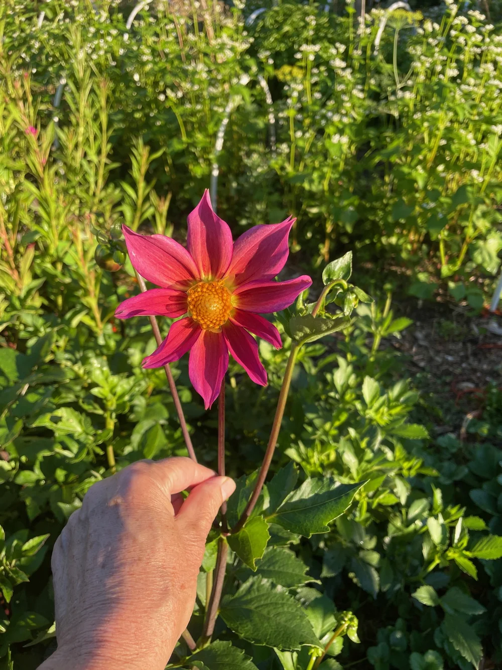 Dahlias are always a surprise