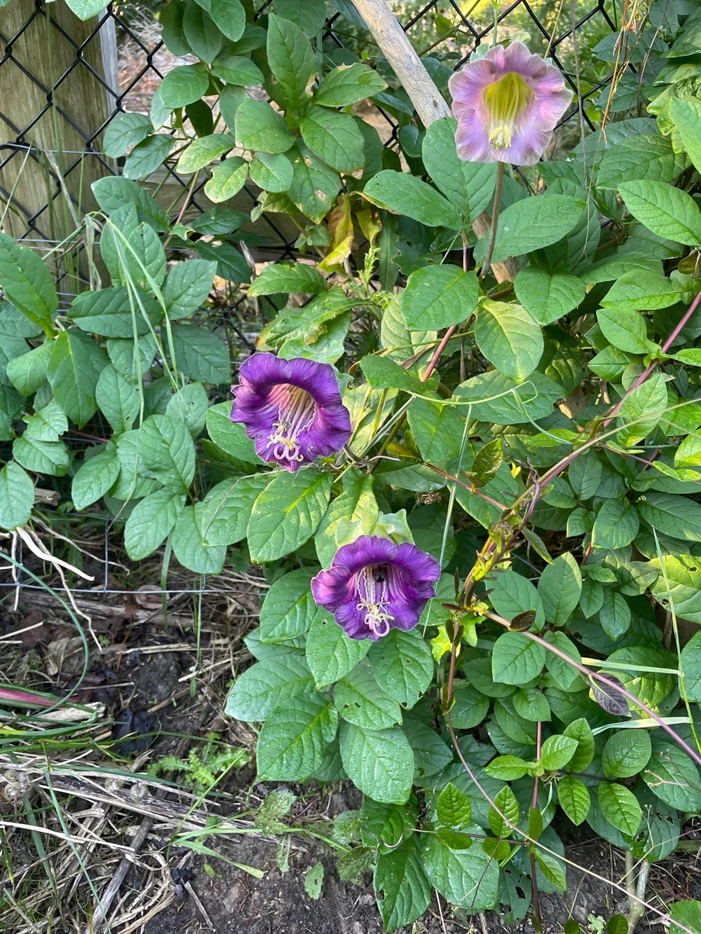 Cup and saucer flowers.