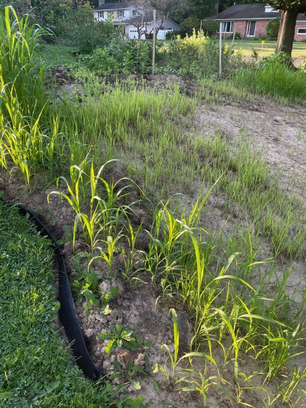 Restoring a degraded area with cover crops.