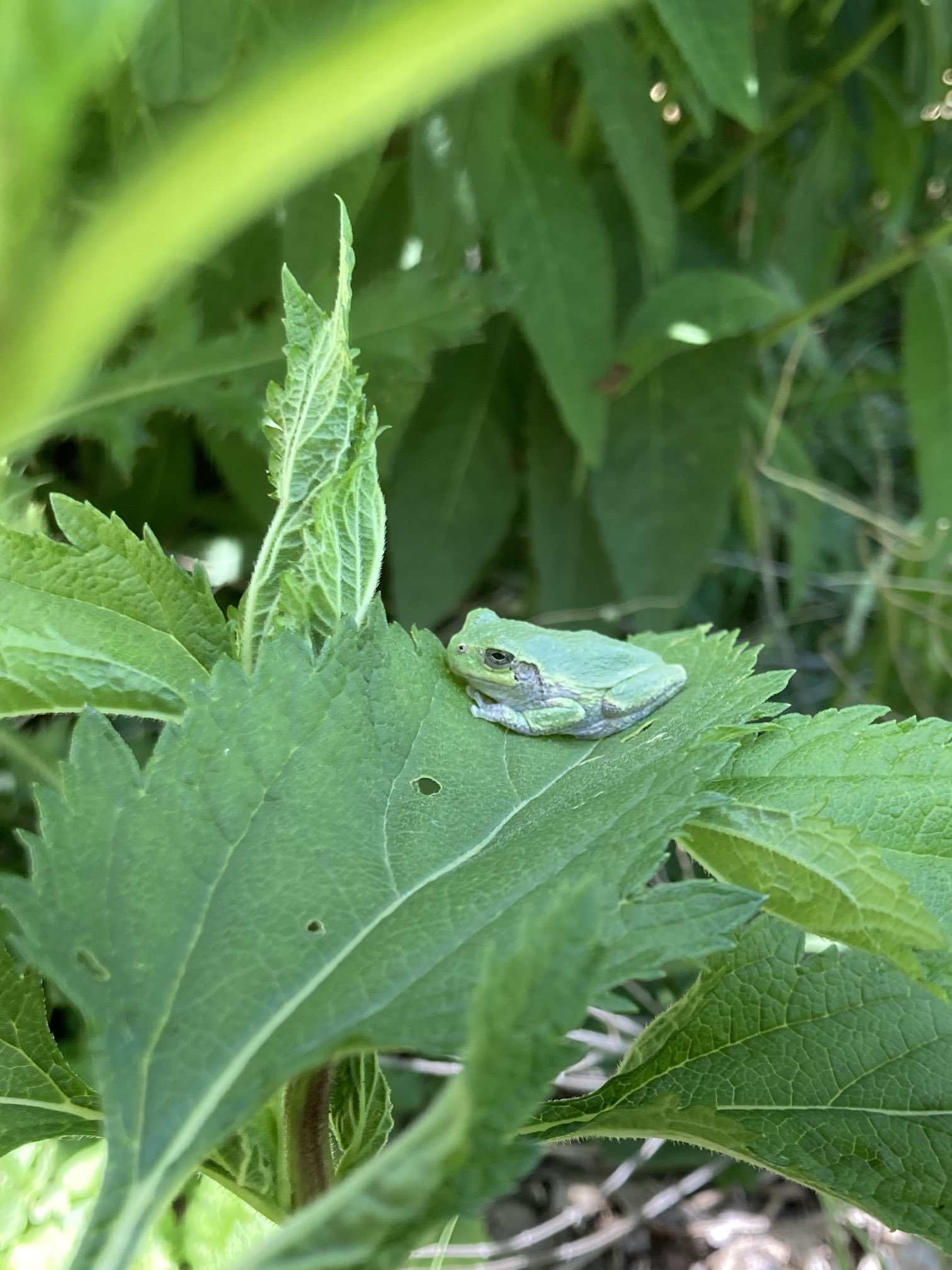 frog on blue vervain.jpg