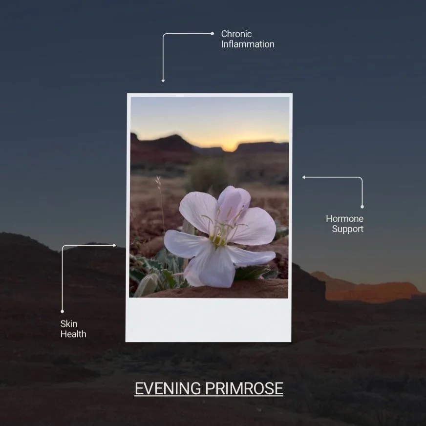 There&rsquo;s something magical about the way nature speaks to us when we slow down enough to notice 🌿

While camping at Lake Powell, I found myself completely mesmerized by delicate floral blooms surrounding our site&mdash;opening softly as the sun