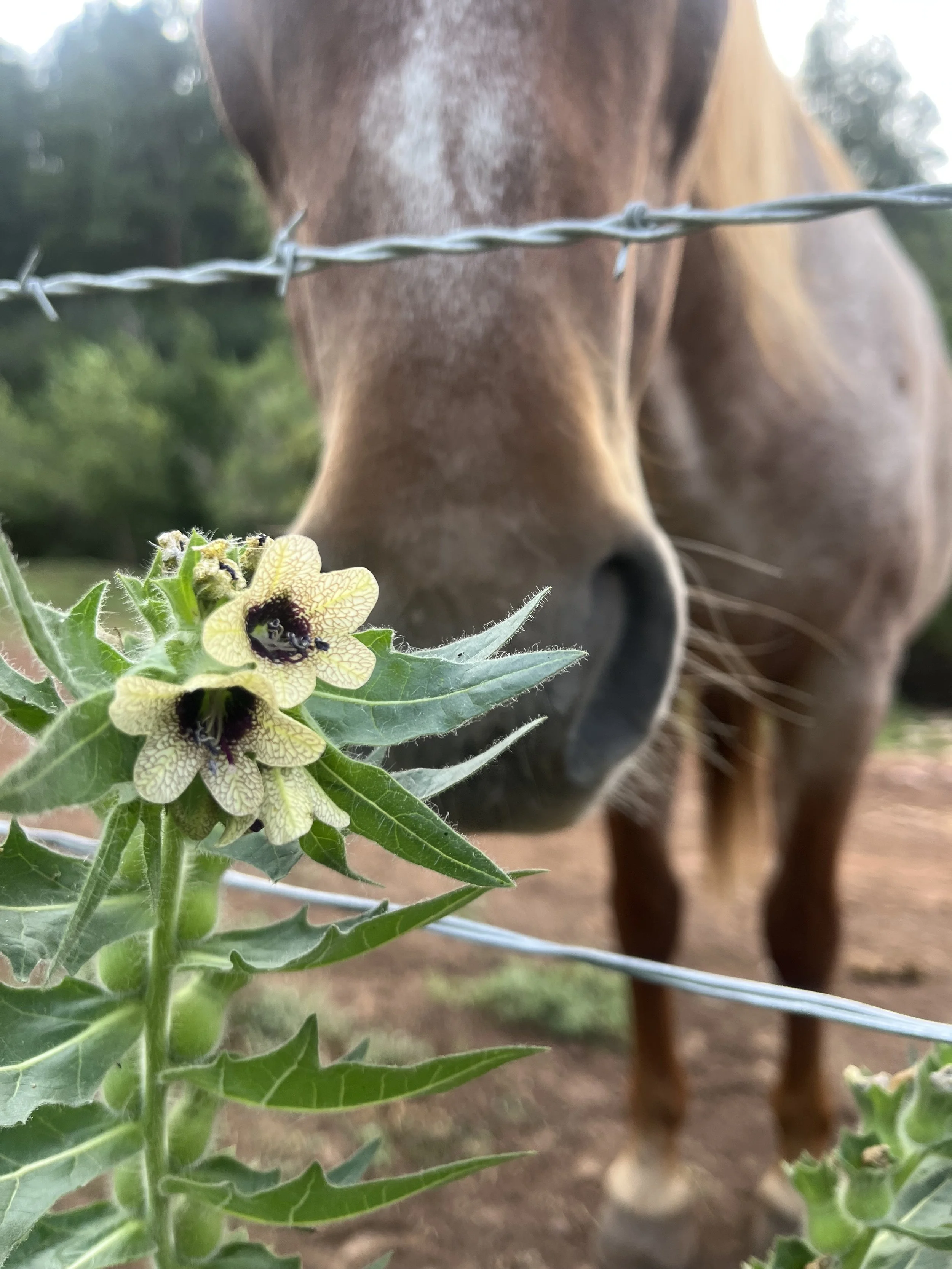 horse at womens wellness retreat