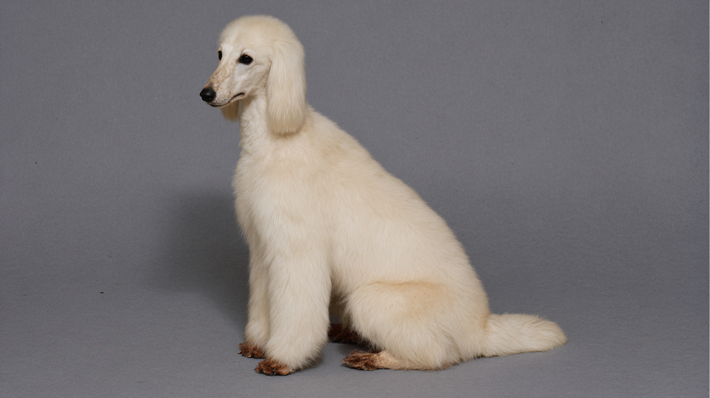 En langhåret hund med hvalpe-udseende, lys pels, sidder på en grå baggrund.