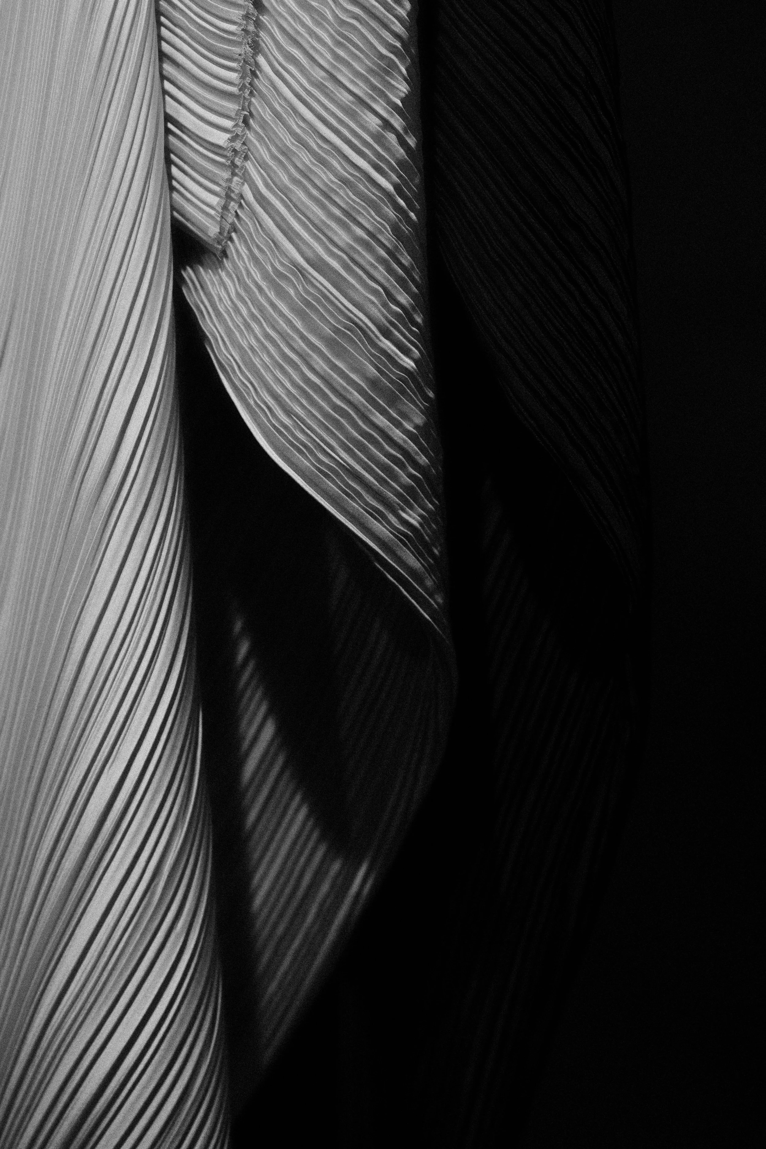 OMER ASIM Close-up black and white photo of overlapping textured leaves with prominent veins.