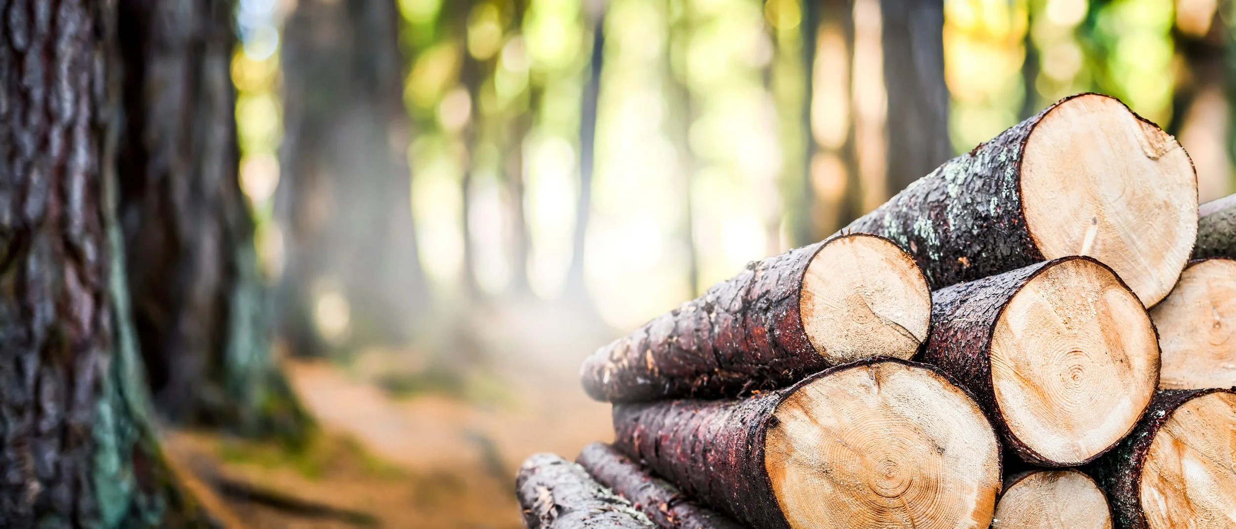 log pile2.jpg