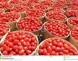 Roma Tomatoes presale 1-Bushel