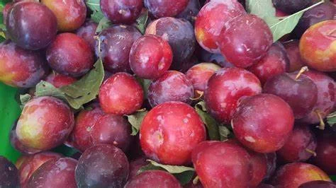 Plums (Sugar) 1 small container