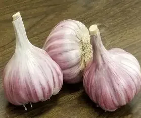 Deerfield Purple Seed Grade 1Lb